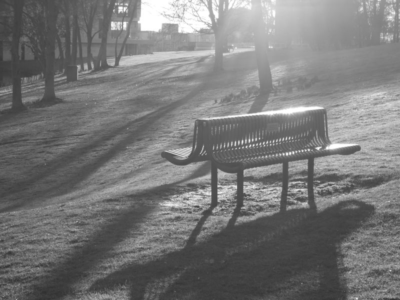 black and white photo of a bench in woodland in soft sunlight